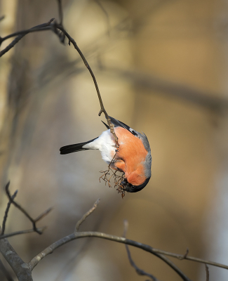 <i class='fa fa-user'></i> Bert Ooms |   Goudvink  <i class='fa fa-eye'> 256</i>  <i class='fa fa-thumbs-up'> 10</i>   <i class='fa fa-comment-o'> 10</i>