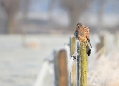 Vogel foto: Falco tinnunculus / Torenvalk / Common Kestrel