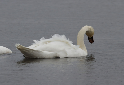 <i class='fa fa-user'></i> John Saxofoonbird |   Knobbelzwaan  <i class='fa fa-eye'> 99</i>   <i class='fa fa-comment-o'> 20</i>