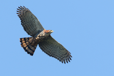 Vogel foto: Spizaetus ornatus / Bonte Kuifarend / Ornate Hawk-Eagle