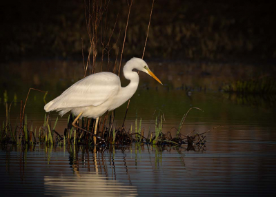 gemaakt midden in de biesbos vlak bij de petrus spaarbekken
