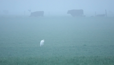 <i class='fa fa-user'></i> nelappelmelk |   Grote Zilverreiger  <i class='fa fa-eye'> 100</i>   <i class='fa fa-comment-o'> 18</i>