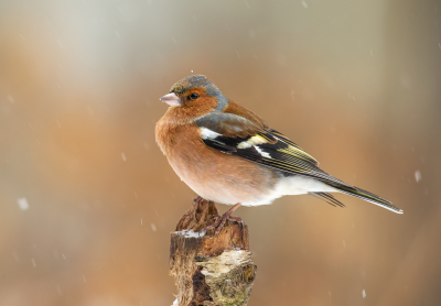 <i class='fa fa-user'></i> Annie Keizer |   Vink  <i class='fa fa-eye'> 243</i>  <i class='fa fa-thumbs-up'> 16</i>   <i class='fa fa-comment-o'> 20</i>