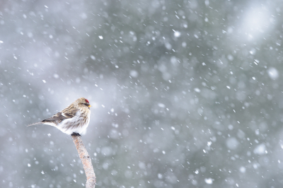 <i class='fa fa-user'></i> jan Luit |   Grote Barmsijs  <i class='fa fa-eye'> 348</i>  <i class='fa fa-thumbs-up'> 21</i>   <i class='fa fa-comment-o'> 18</i>