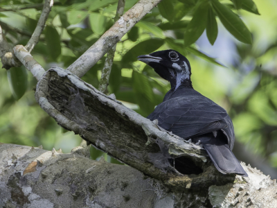 <i class='fa fa-user'></i> Paul van Giersbergen |   Kaalnekvruchtenkraai  <i class='fa fa-eye'> 131</i>   <i class='fa fa-comment-o'> 1</i>