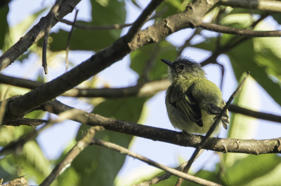 <i class='fa fa-user'></i> Paul van Giersbergen |   Oranjeoogbreedbektiran  <i class='fa fa-eye'> 114</i>   <i class='fa fa-comment-o'> 1</i>