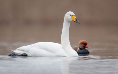 <i class='fa fa-user'></i> Hans Overduin |   Wilde Zwaan  <i class='fa fa-eye'> 384</i>  <i class='fa fa-thumbs-up'> 32</i>   <i class='fa fa-comment-o'> 20</i>