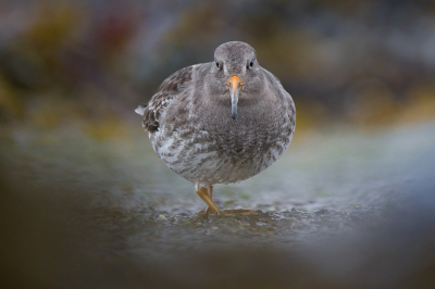 <i class='fa fa-user'></i> Vincent Vuik |   Paarse Strandloper  <i class='fa fa-eye'> 467</i>  <i class='fa fa-thumbs-up'> 34</i>   <i class='fa fa-comment-o'> 25</i>