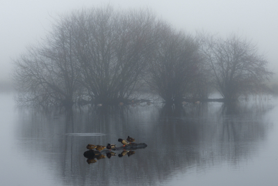 <i class='fa fa-user'></i> GeertN |   Wilde Eend  <i class='fa fa-eye'> 124</i>   <i class='fa fa-comment-o'> 19</i>