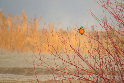 <i class='fa fa-user'></i> sieb |   IJsvogel  <i class='fa fa-eye'> 406</i>  <i class='fa fa-thumbs-up'> 18</i>   <i class='fa fa-comment-o'> 19</i>