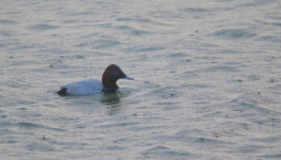 <i class='fa fa-user'></i> Ruben de Bruijn |   Tafeleend  <i class='fa fa-eye'> 99</i>   <i class='fa fa-comment-o'> 17</i>