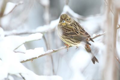 <i class='fa fa-user'></i> Alex Roetemeijer |   Geelgors  <i class='fa fa-eye'> 129</i>  <i class='fa fa-thumbs-up'> 2</i>   <i class='fa fa-comment-o'> 19</i>