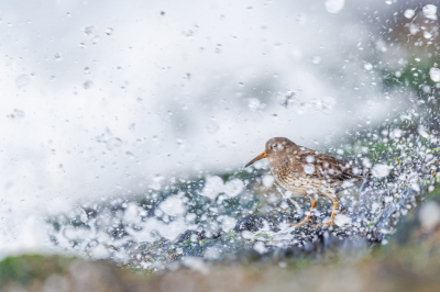 <i class='fa fa-user'></i> Katoo |   Paarse Strandloper  <i class='fa fa-eye'> 222</i>  <i class='fa fa-thumbs-up'> 17</i>   <i class='fa fa-comment-o'> 19</i>