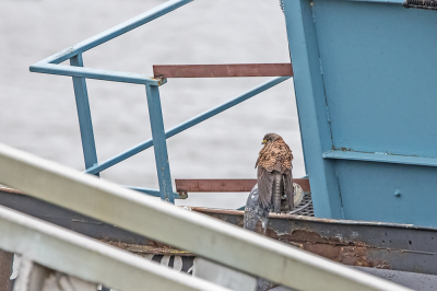 <i class='fa fa-user'></i> Erna Koelman |   Torenvalk  <i class='fa fa-eye'> 116</i>  <i class='fa fa-thumbs-up'> 1</i>   <i class='fa fa-comment-o'> 16</i>