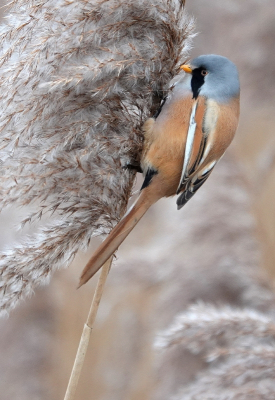 Bird picture: Panurus biarmicus / Baardman / Bearded Reedling