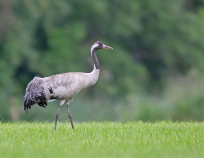 Vogel foto: Grus grus / Kraanvogel / Common Crane