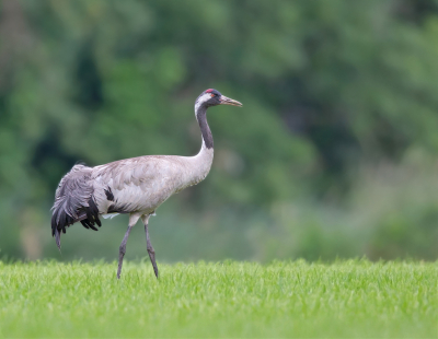 De Kraanvogels doen het redelijk in Drenthe ook als broedvogel, van belang is dat het voorjaar flink nat is zodat de predators niet bij de nesten kunnen komen