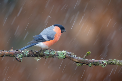 <i class='fa fa-user'></i> Freddy69 |   Goudvink  <i class='fa fa-eye'> 215</i>  <i class='fa fa-thumbs-up'> 12</i>   <i class='fa fa-comment-o'> 18</i>