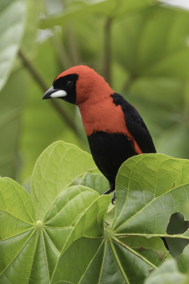 <i class='fa fa-user'></i> Paul van Giersbergen |   Zwartmaskertangare  <i class='fa fa-eye'> 234</i>  <i class='fa fa-thumbs-up'> 5</i>   <i class='fa fa-comment-o'> 5</i>