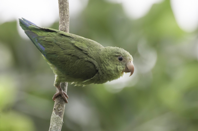 <i class='fa fa-user'></i> Paul van Giersbergen |   Kobaltvleugelparkiet  <i class='fa fa-eye'> 143</i>  <i class='fa fa-thumbs-up'> 4</i>   <i class='fa fa-comment-o'> 4</i>