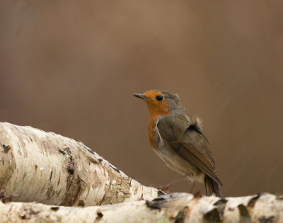 <i class='fa fa-user'></i> Truus Aletta Maan |   Roodborst  <i class='fa fa-eye'> 100</i>   <i class='fa fa-comment-o'> 17</i>