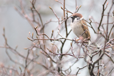 <i class='fa fa-user'></i> Wil Doorn-Meijne |   Ringmus  <i class='fa fa-eye'> 107</i>   <i class='fa fa-comment-o'> 16</i>