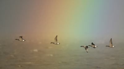 Vogel foto: Branta bernicla / Rotgans / Dark-bellied Brant Goose
