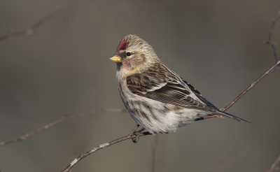 Vogel foto: Acanthis flammea / Grote Barmsijs / Mealy Redpoll