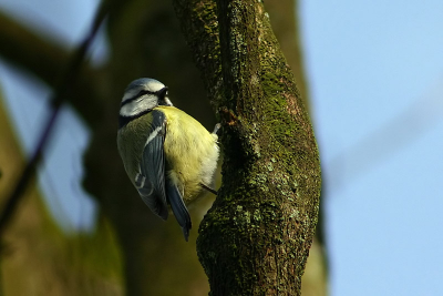 Deze Pimpelmees vond het prima dat ik op een afstandje van 2/3 meter ging fotograferen en ging mooi poseren.

Canon EOS 300D
200mm
F 6.3
1/500 sec.
ISO 200