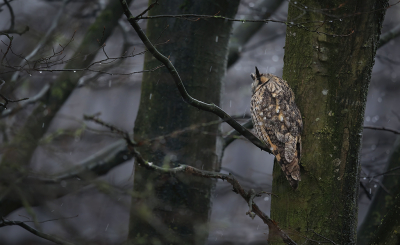 <i class='fa fa-user'></i> thijsglastra |   Ransuil  <i class='fa fa-eye'> 194</i>  <i class='fa fa-thumbs-up'> 5</i>   <i class='fa fa-comment-o'> 16</i>