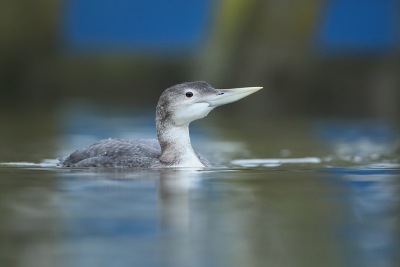 <i class='fa fa-user'></i> thijsglastra |   Geelsnavelduiker  <i class='fa fa-eye'> 506</i>  <i class='fa fa-thumbs-up'> 31</i>   <i class='fa fa-comment-o'> 22</i>