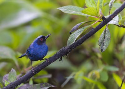 <i class='fa fa-user'></i> Lennart Verheuvel |   Maskerberghoningkruiper  <i class='fa fa-eye'> 166</i>  <i class='fa fa-thumbs-up'> 6</i>   <i class='fa fa-comment-o'> 4</i>