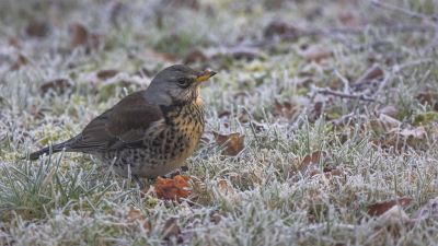 <i class='fa fa-user'></i> Leentje |   Kramsvogel  <i class='fa fa-eye'> 96</i>   <i class='fa fa-comment-o'> 17</i>