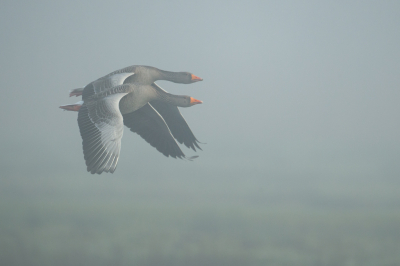 <i class='fa fa-user'></i> anevanrees |   Grauwe Gans  <i class='fa fa-eye'> 95</i>   <i class='fa fa-comment-o'> 16</i>