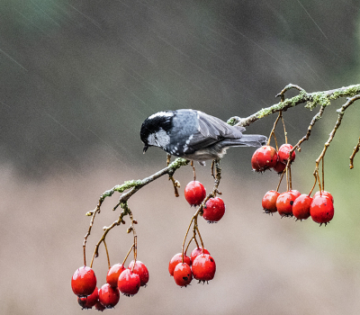 <i class='fa fa-user'></i> Krijn Dijkema |   Zwarte Mees  <i class='fa fa-eye'> 123</i>  <i class='fa fa-thumbs-up'> 3</i>   <i class='fa fa-comment-o'> 18</i>