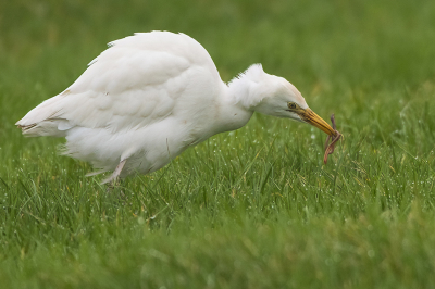 <i class='fa fa-user'></i> Ruud Scherpenisse | Koereiger  <i class='fa fa-eye'> 106</i>   <i class='fa fa-comment-o'> 18</i>