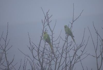 <i class='fa fa-user'></i> PeterBoers |   Halsbandparkiet  <i class='fa fa-eye'> 91</i>   <i class='fa fa-comment-o'> 17</i>