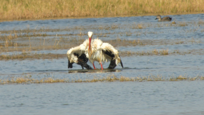 <i class='fa fa-user'></i> JOIN |   Ooievaar  <i class='fa fa-eye'> 115</i>  <i class='fa fa-thumbs-up'> 1</i>   <i class='fa fa-comment-o'> 18</i>