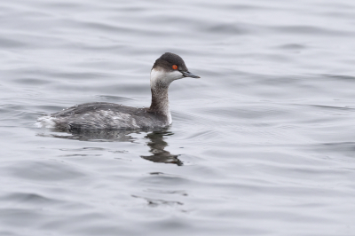 <i class='fa fa-user'></i> Marcel van der Tol |   Geoorde Fuut  <i class='fa fa-eye'> 288</i>  <i class='fa fa-thumbs-up'> 5</i>   <i class='fa fa-comment-o'> 6</i>