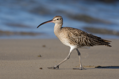 <i class='fa fa-user'></i> Geerie |   Regenwulp  <i class='fa fa-eye'> 243</i>  <i class='fa fa-thumbs-up'> 4</i>   <i class='fa fa-comment-o'> 8</i>