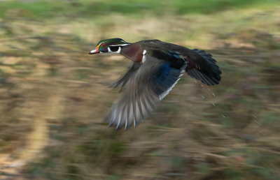 <i class='fa fa-user'></i> Ruud Scherpenisse |   Carolina-eend  <i class='fa fa-eye'> 319</i>  <i class='fa fa-thumbs-up'> 5</i>   <i class='fa fa-comment-o'> 6</i>