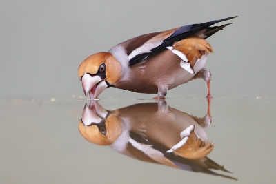 In deze sombere maand kon ik wat experimenteren vanuit mijn nieuwe tuinhut. Bij het onder water zetten van het kunstmatige eilandje in de waterbak viel mij op dat sommige vogels de drijvende zaden oppikten. De gaai voorop maar al gauw sprongen de groenlingen en de appelvinken ook in het water om een zonnepit te bemachtigen. Dat een appelvink zich dan zo lenig in een u-bocht kon draaien had ik niet gedacht.