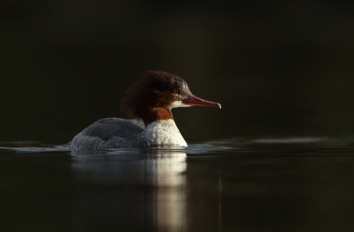 <i class='fa fa-user'></i> horneman69 |   Grote Zaagbek  <i class='fa fa-eye'> 216</i>  <i class='fa fa-thumbs-up'> 15</i>   <i class='fa fa-comment-o'> 7</i>