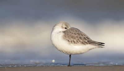 Drieteenstrandlopers zijn altijd leuk om te fotograferen, altijd druk in de weer en vaak actief. Zelf als ze slapen en ze makkelijker te fotograferen zijn, zijn ze nog druk met alles in de gaten te houden.