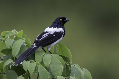 <i class='fa fa-user'></i> Paul van Giersbergen |   Ekstertangare  <i class='fa fa-eye'> 165</i>  <i class='fa fa-thumbs-up'> 5</i>   <i class='fa fa-comment-o'> 3</i>