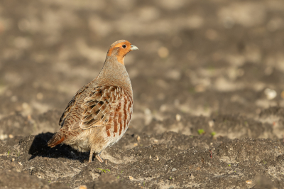 <i class='fa fa-user'></i> Conny Schotanus |   Patrijs  <i class='fa fa-eye'> 297</i>  <i class='fa fa-thumbs-up'> 20</i>   <i class='fa fa-comment-o'> 19</i>