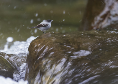 <i class='fa fa-user'></i> Lennart Verheuvel |   Bergbeektachuri  <i class='fa fa-eye'> 249</i>  <i class='fa fa-thumbs-up'> 6</i>   <i class='fa fa-comment-o'> 6</i>