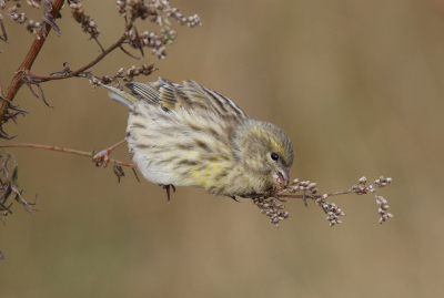 <i class='fa fa-user'></i> Gejo Wassink |   Europese Kanarie  <i class='fa fa-eye'> 322</i>  <i class='fa fa-thumbs-up'> 28</i>   <i class='fa fa-comment-o'> 8</i>