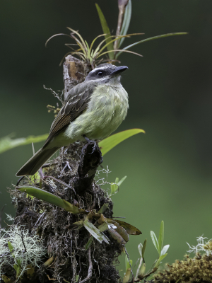 <i class='fa fa-user'></i> Paul van Giersbergen |   Goudkruintiran  <i class='fa fa-eye'> 140</i>  <i class='fa fa-thumbs-up'> 2</i>   <i class='fa fa-comment-o'> 3</i>