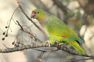 <i class='fa fa-user'></i> Martjan Lammertink |   Wijnborstamazone  <i class='fa fa-eye'> 189</i>  <i class='fa fa-thumbs-up'> 11</i>   <i class='fa fa-comment-o'> 8</i>